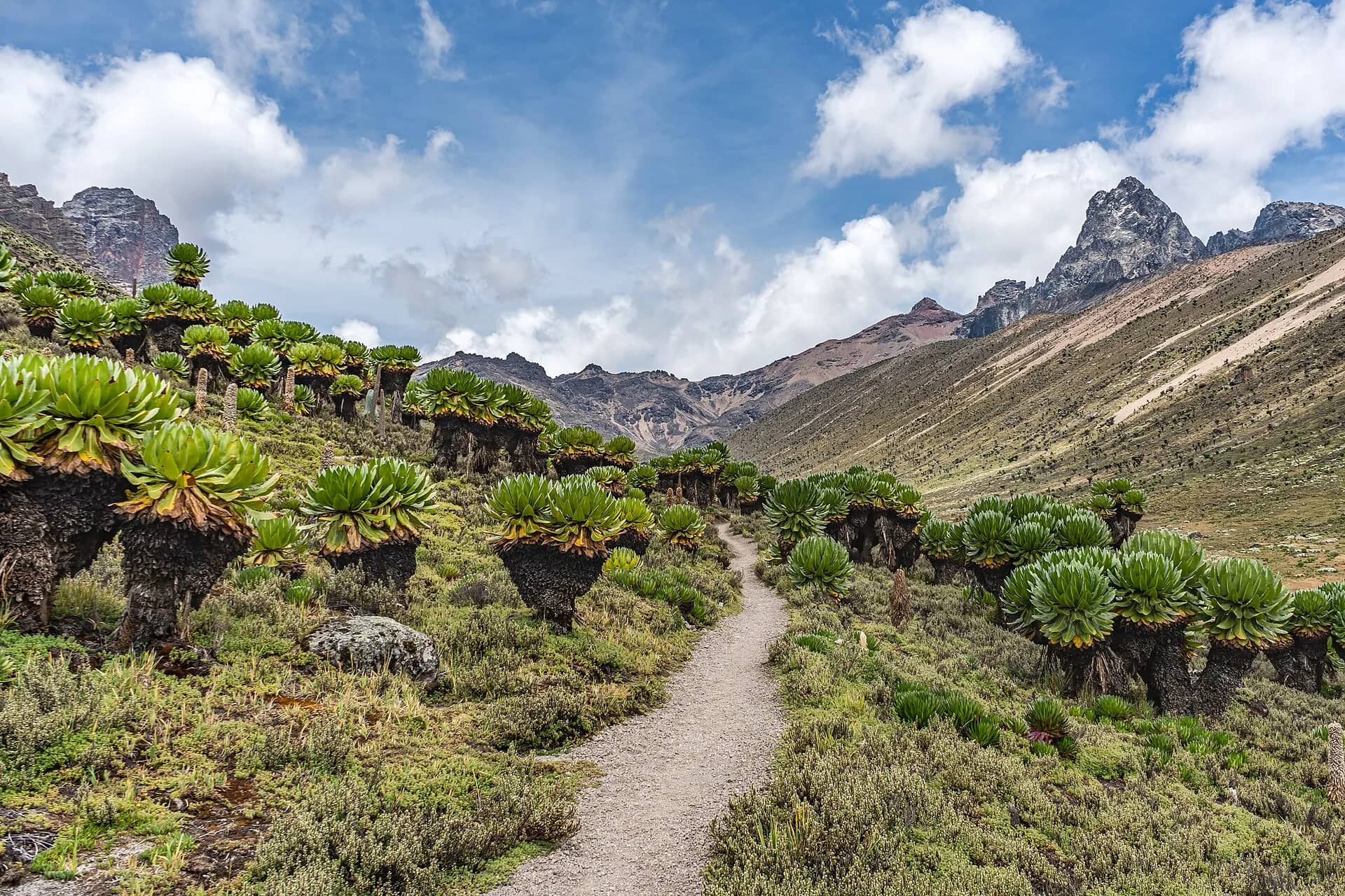 A footpath winding through giant groundsel towards the peaks of Mount Kenya