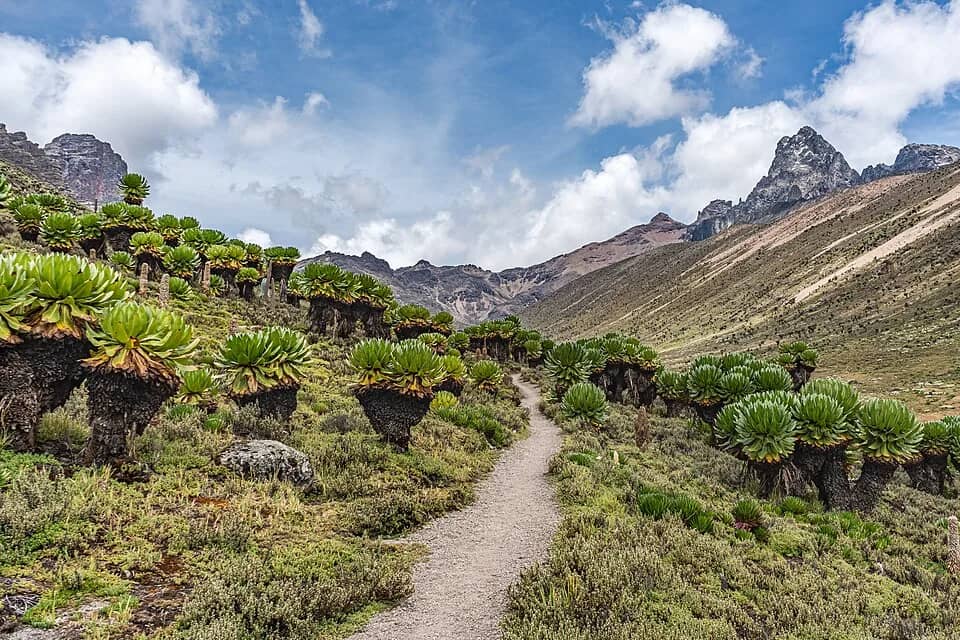 A footpath winding through giant groundsel towards the peaks of Mount Kenya