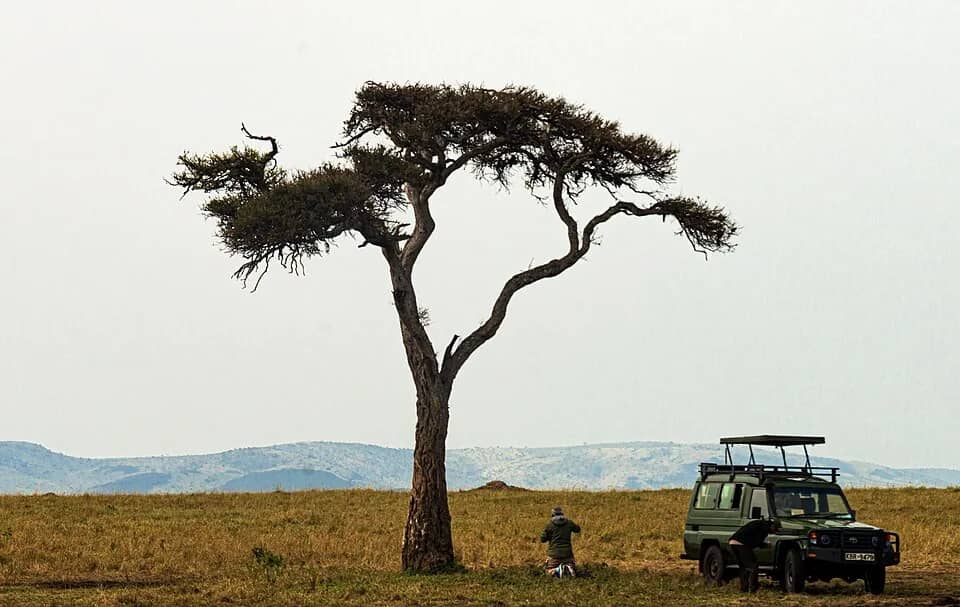 A safari vehicle parked beneath an acacia tree on the Mara savanna