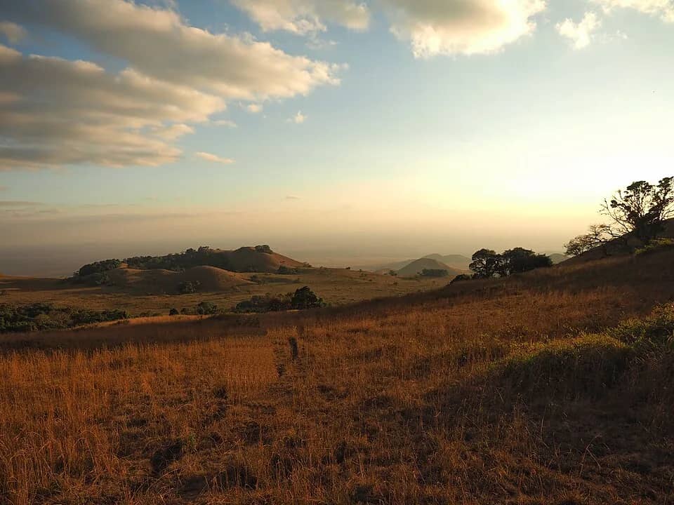 A group walking down a grassy ridge in the Chyulu Hills