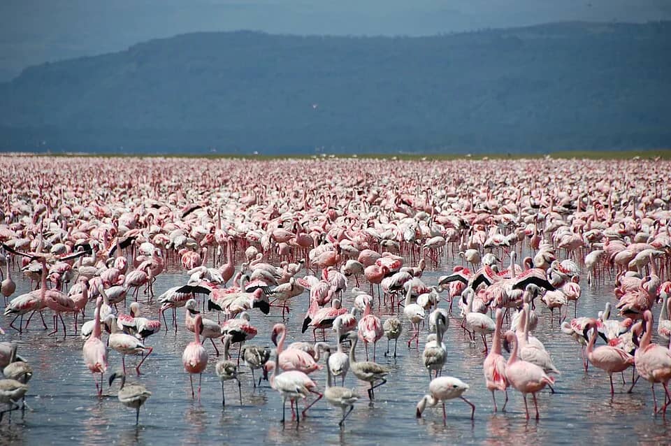 Flamingos gathered in their thousands on Lake Nakuru