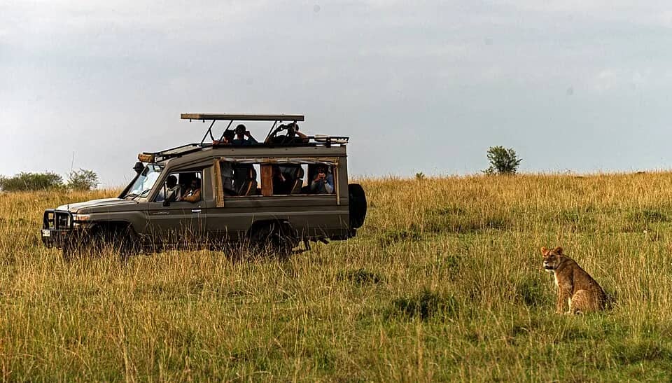 A lioness resting near a safari vehicle in the Maasai Mara
