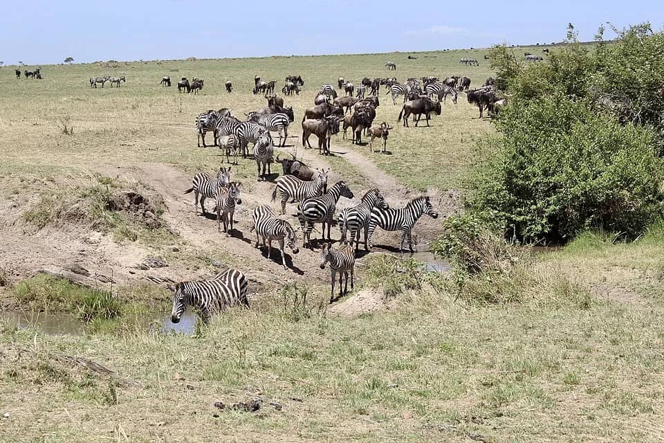 Zebra and wildebeest grazing together on the Mara plains