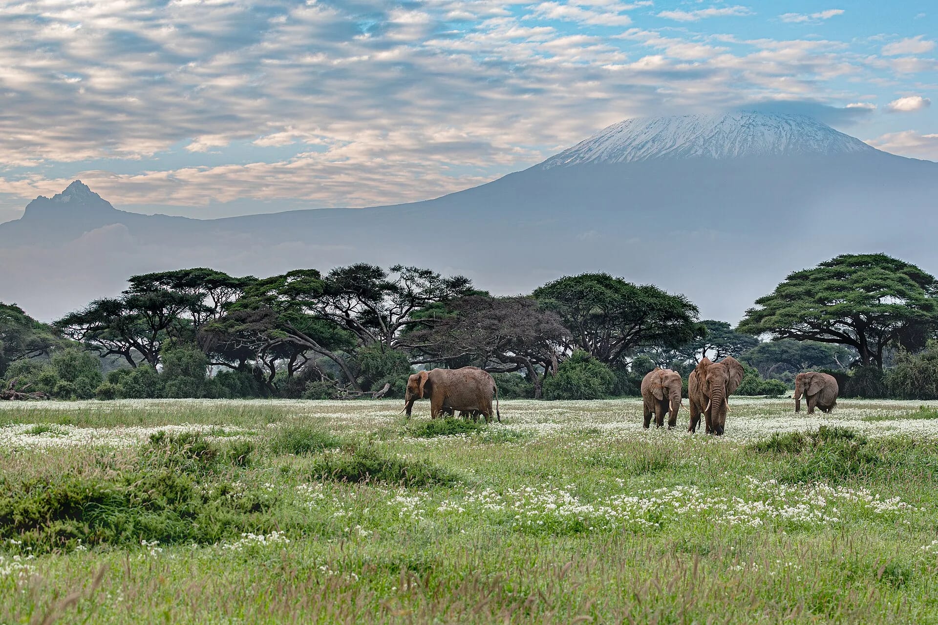 Elephants crossing the Amboseli plain beneath Mount Kilimanjaro